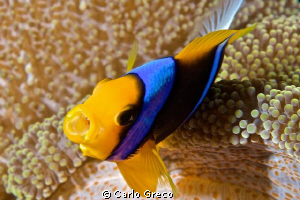 Angry anemonefish by Carlo Greco 
